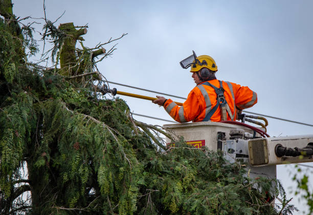 Best Tree Disease Treatment  in The Colony, TX