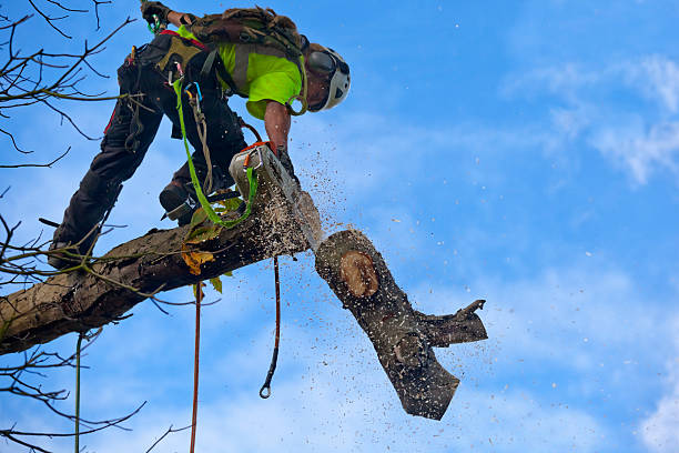 Best Emergency Tree Removal  in The Colony, TX